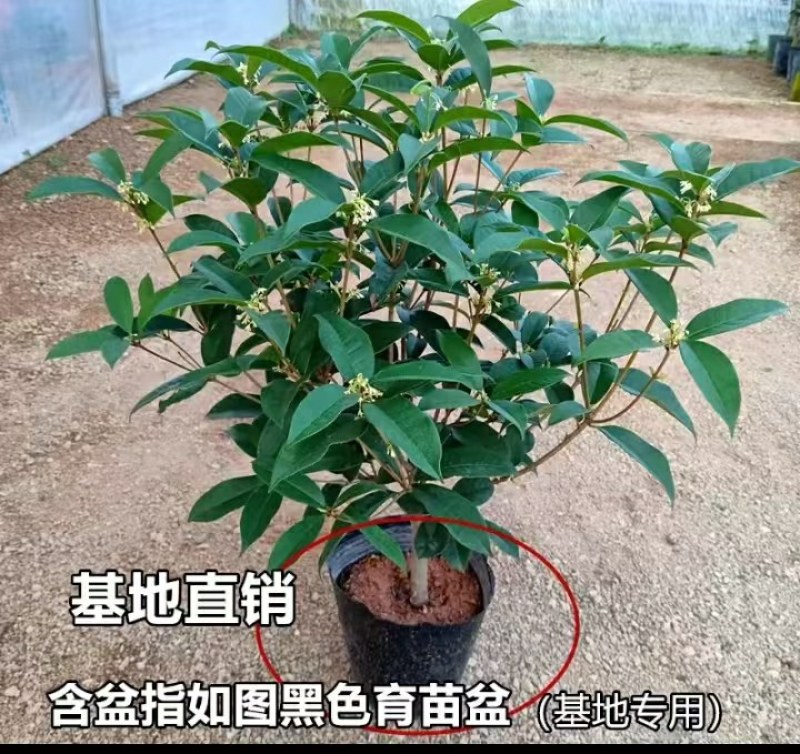 天香台阁四季桂花树苗盆栽开花清香