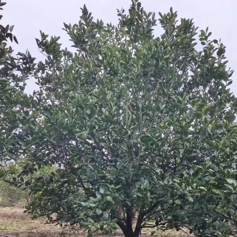 香泡树江西丛生香泡树苗圃直发提供技术支持规格齐全