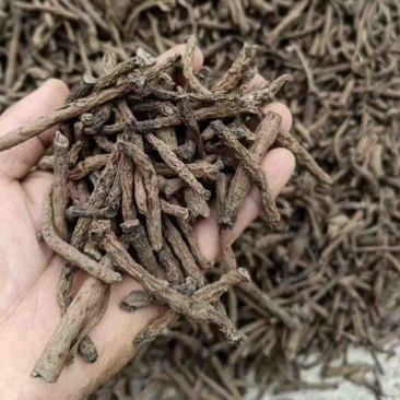 仙茅基地量大质优价格优惠一手货源欢迎各大老板咨询采购