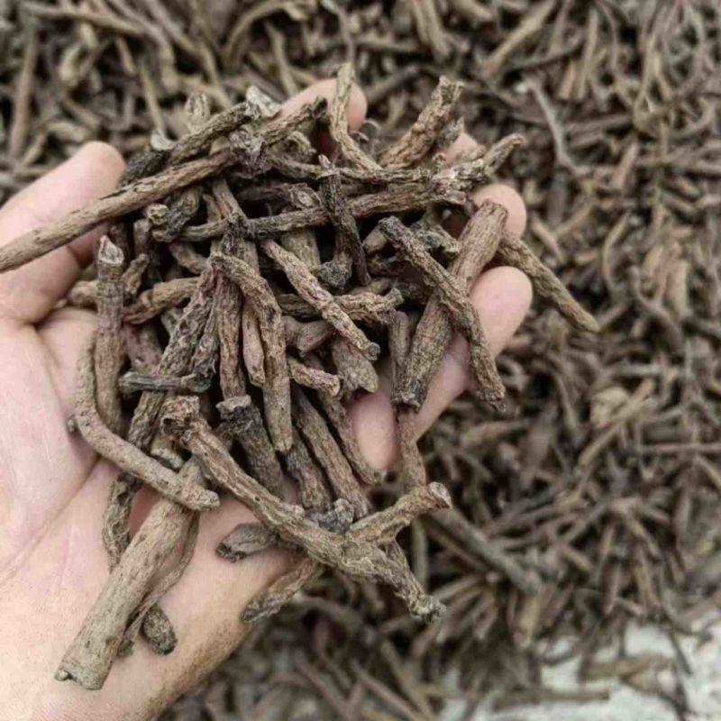 仙茅基地量大质优价格优惠一手货源欢迎各大老板咨询采购