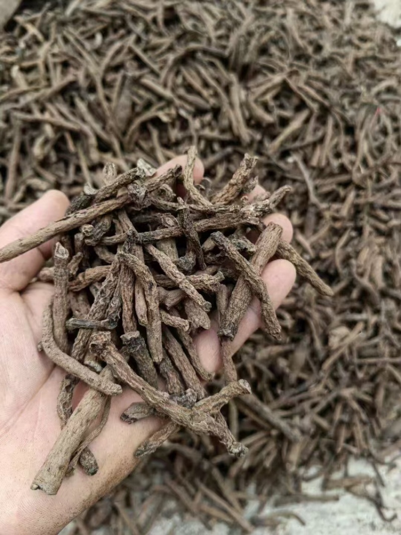 仙茅基地量大质优价格优惠一手货源欢迎各大老板咨询采购