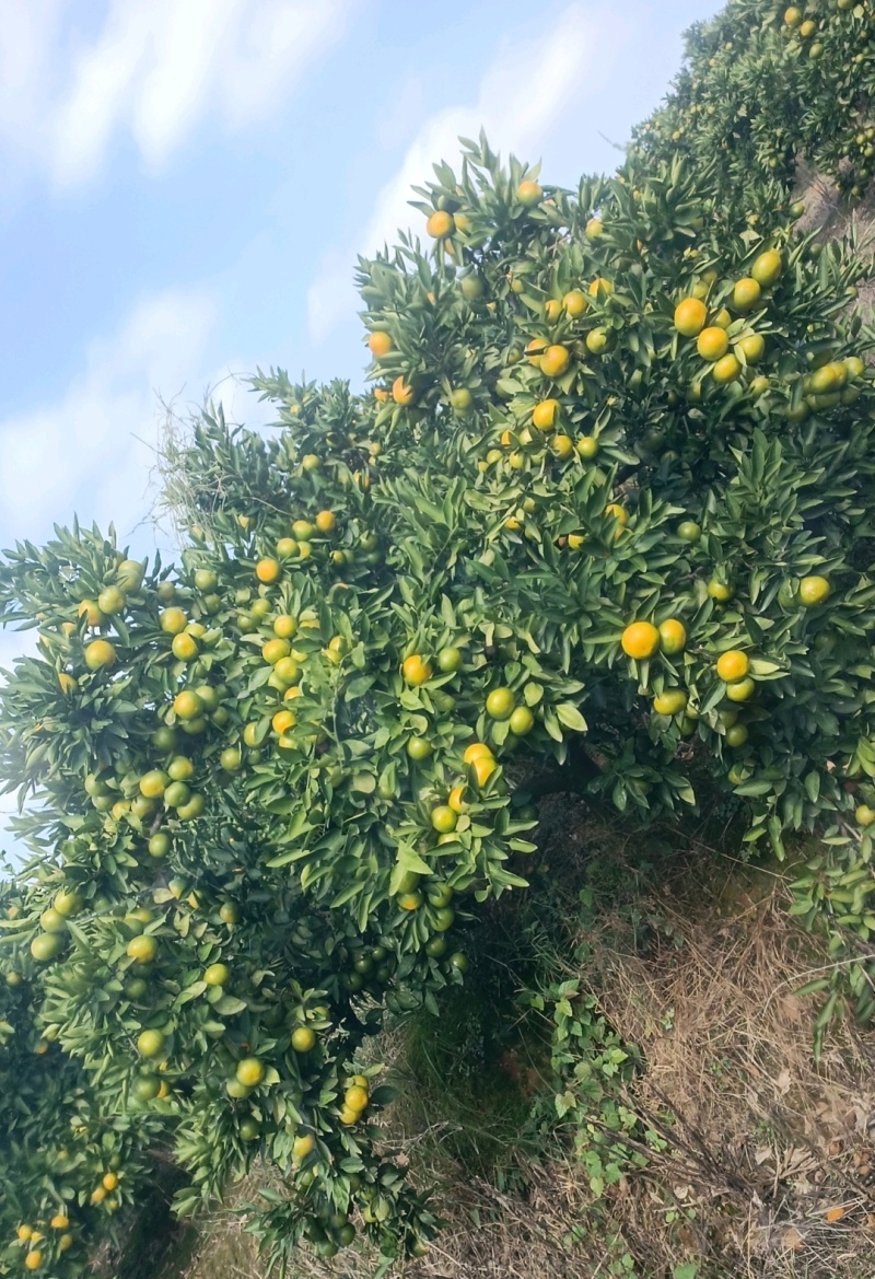 湖南普早蜜橘国庆一号大量上市，价格便宜，全国发货