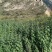 好洋姜好品质口感柔和细腻基地直供，欢迎致电采购