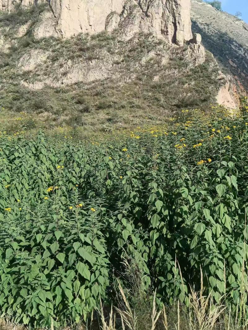 好洋姜好品质口感柔和细腻基地直供，欢迎致电采购