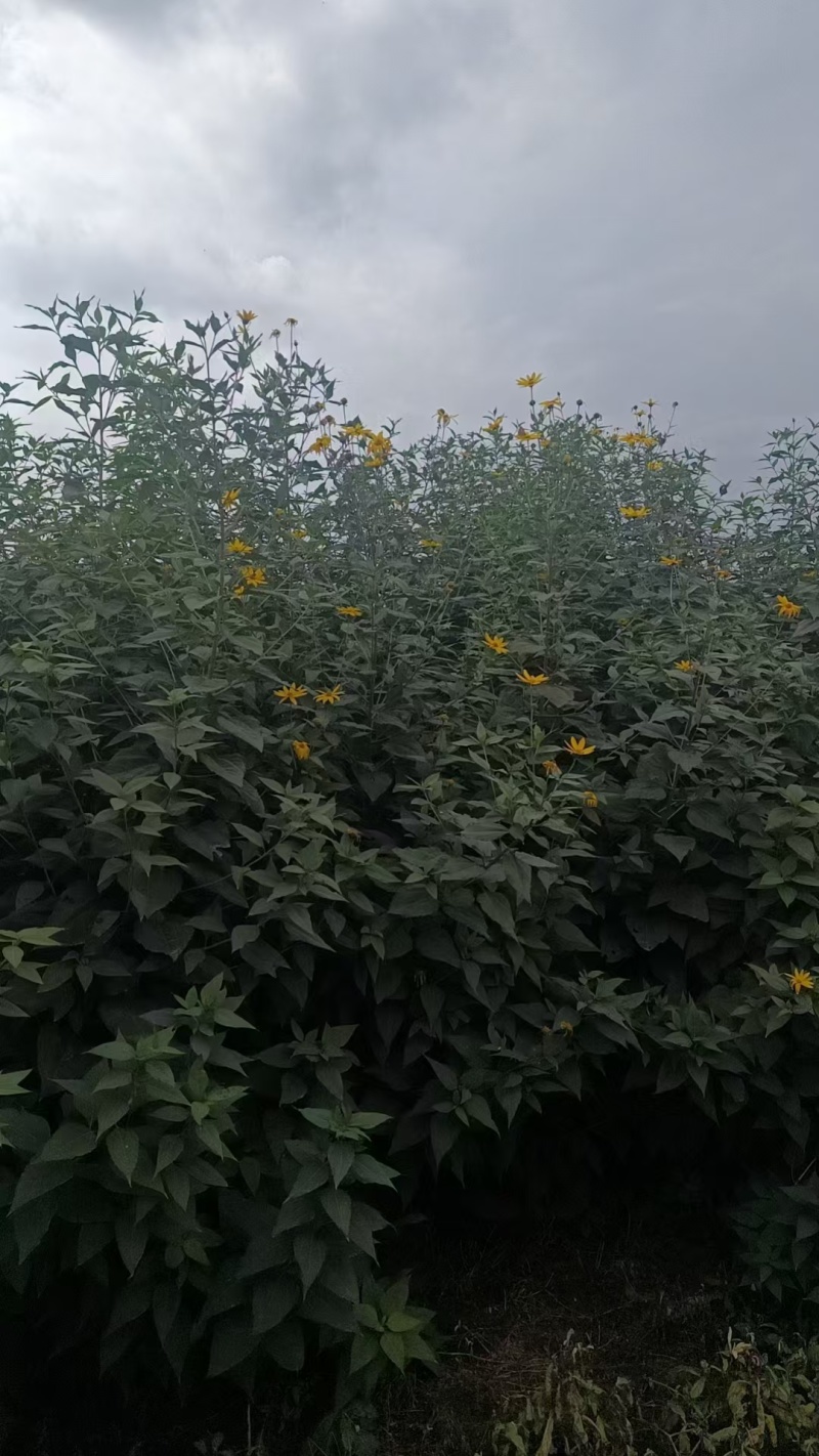 好洋姜好品质口感柔和细腻基地直供，欢迎致电采购