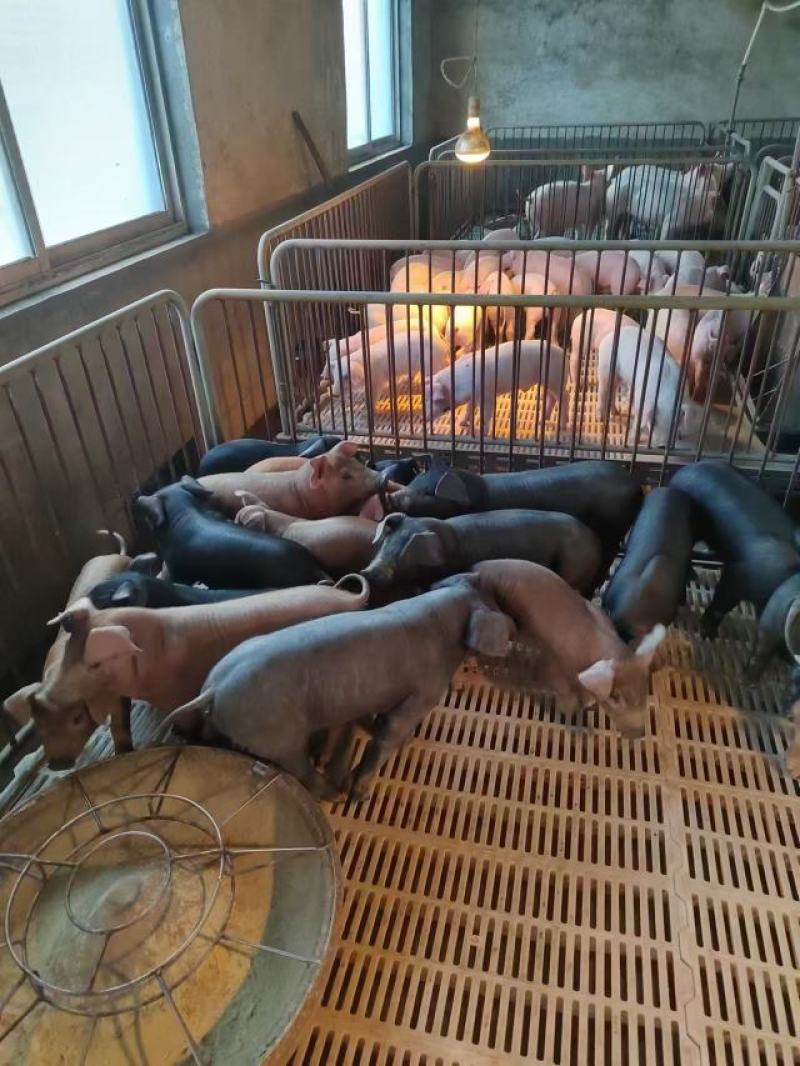 山东仔猪母猪全国发货包邮到家包健康品质保证价格优惠
