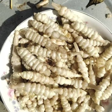 螺丝菜大量上市