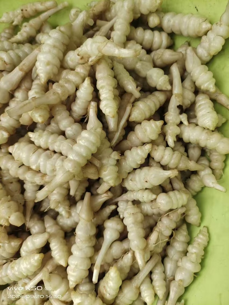 螺丝菜大量上市