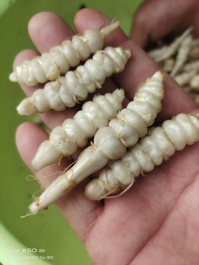 螺丝菜大量上市