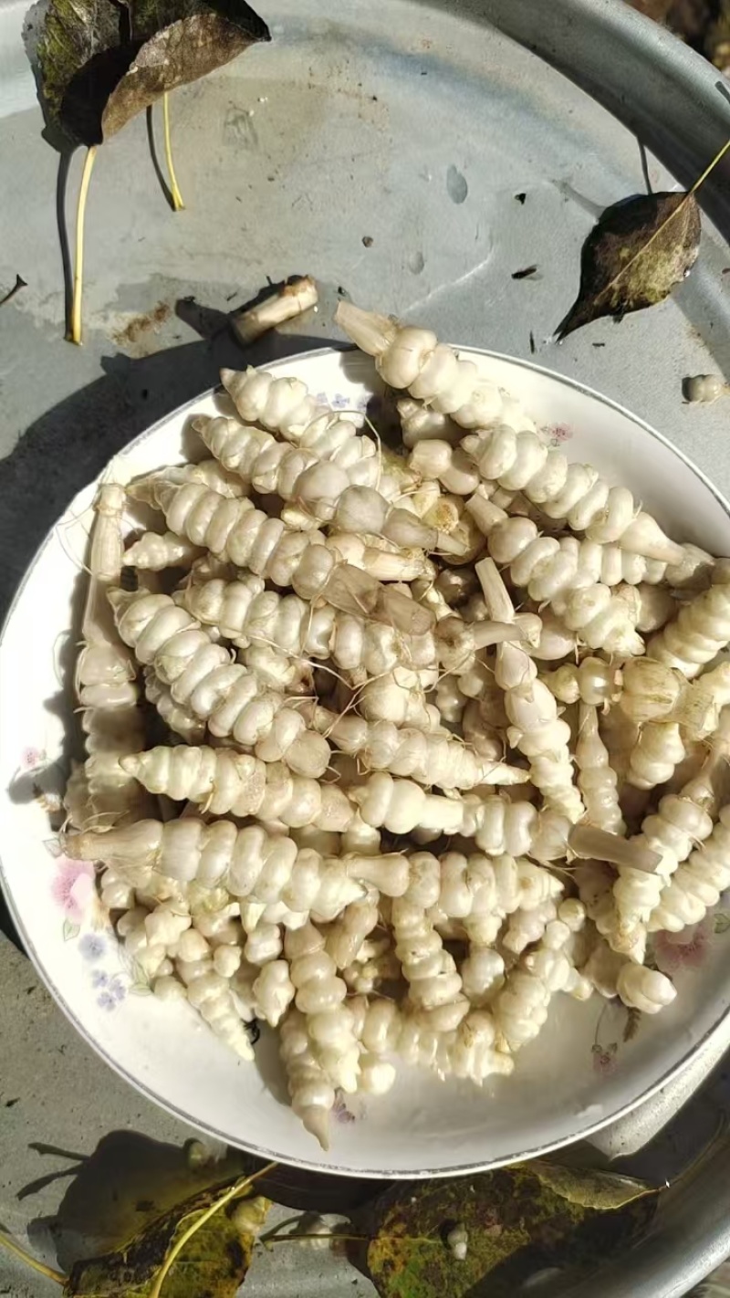 螺丝菜大量上市