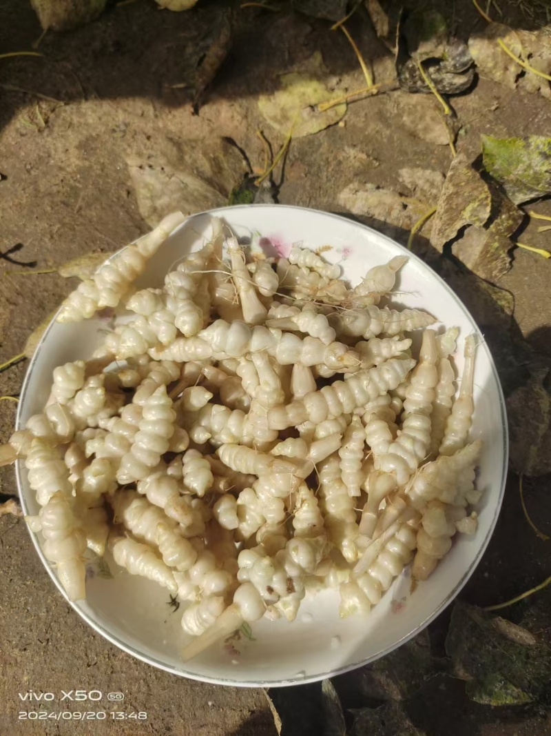 螺丝菜大量上市