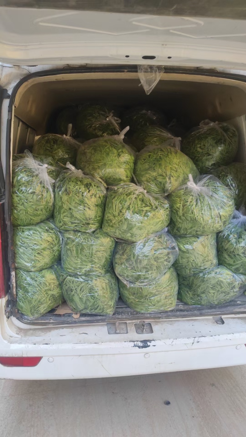 【畅销】山东特色面条菜特色野菜蔬菜量大从优