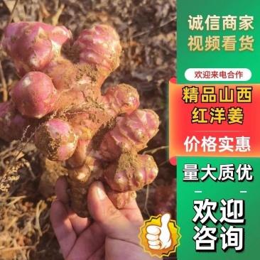 精品山西红洋姜，量大质优产地直发欢迎来电咨询
