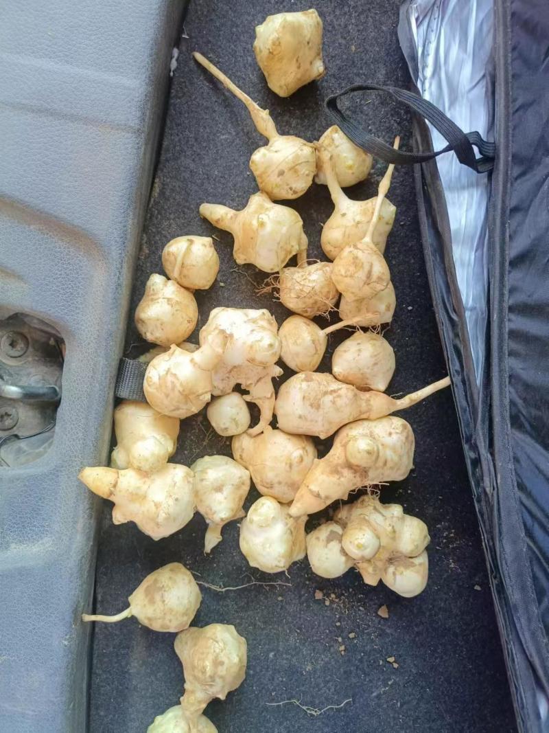 菊芋好洋姜好品质口感柔和细腻基地直供，欢迎致电