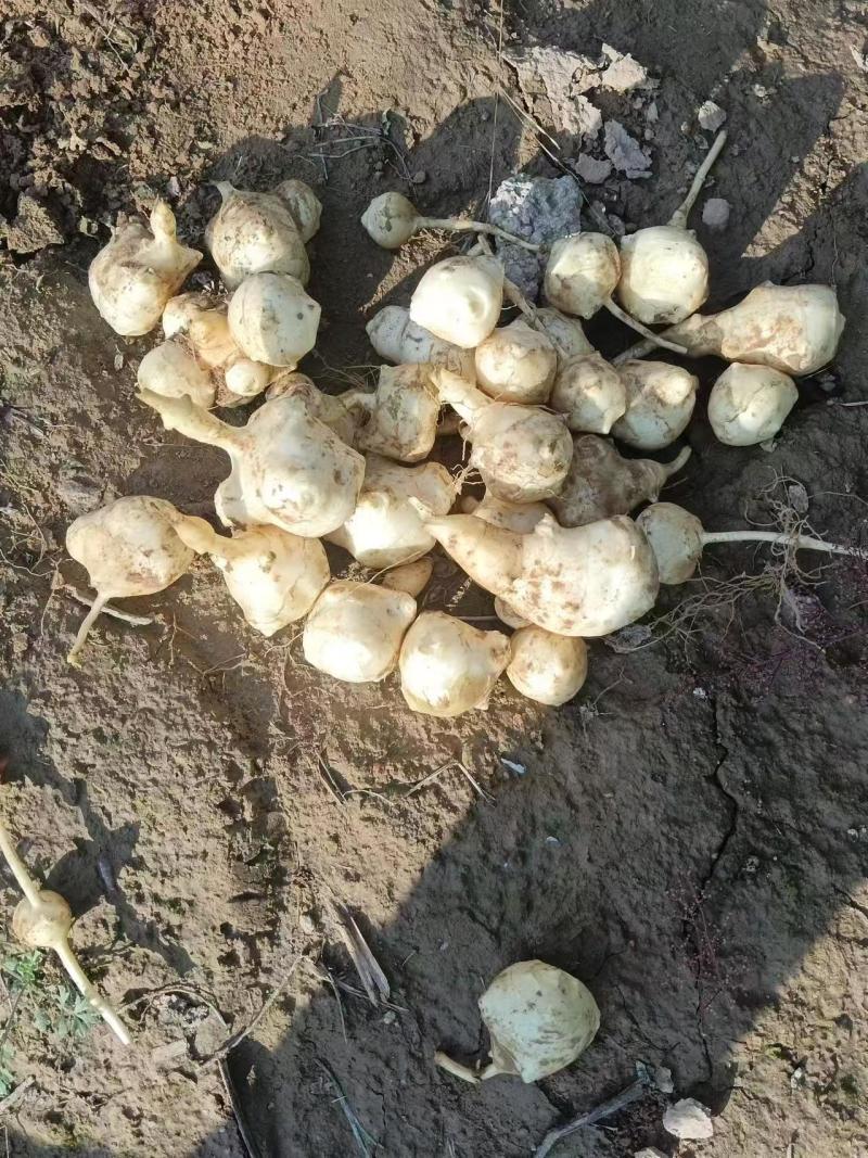 菊芋好洋姜好品质口感柔和细腻基地直供，欢迎致电