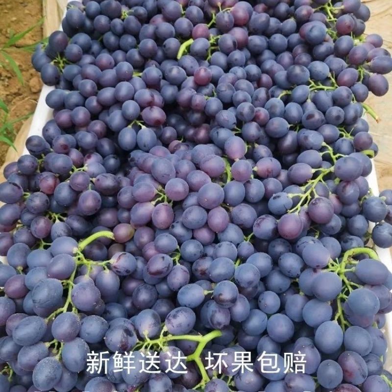 【热销】河北正宗玫瑰香葡萄量大从优保质保量现摘现发对