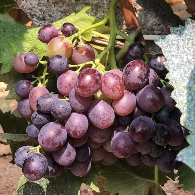 【热销】河北正宗玫瑰香葡萄量大从优保质保量现摘现发对