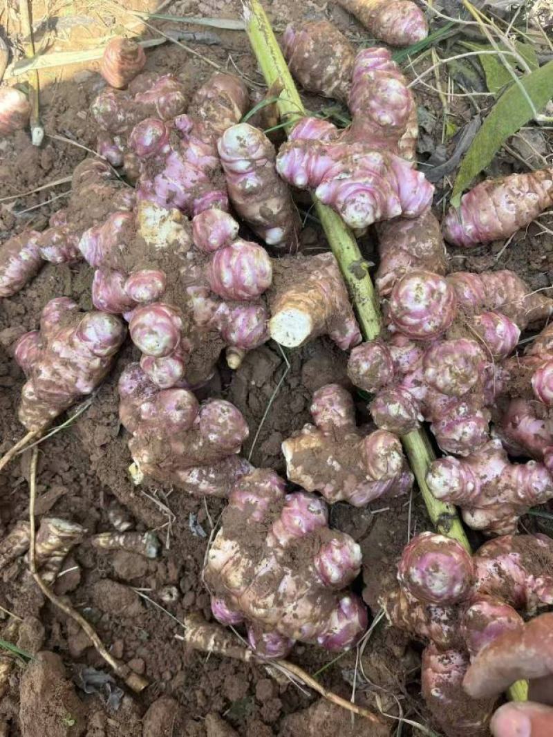河南灵宝市，红、白洋姜，菊芋，鬼子姜，口感清脆，味道清新