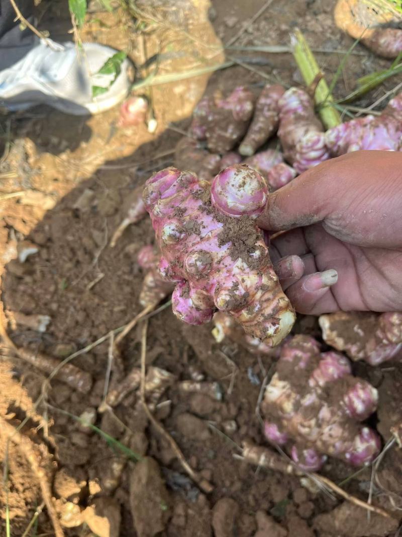 河南灵宝市，红、白洋姜，菊芋，鬼子姜，口感清脆，味道清新