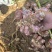 河南灵宝市，红、白洋姜，菊芋，鬼子姜，口感清脆，味道清新