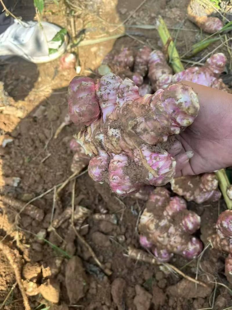 河南灵宝市，红、白洋姜，菊芋，鬼子姜，口感清脆，味道清新