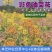 彩色油菜花种子观赏两用花海高纯度油菜花种子