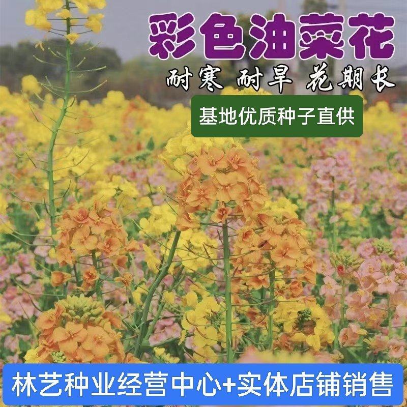 彩色油菜花种子观赏两用花海高纯度油菜花种子