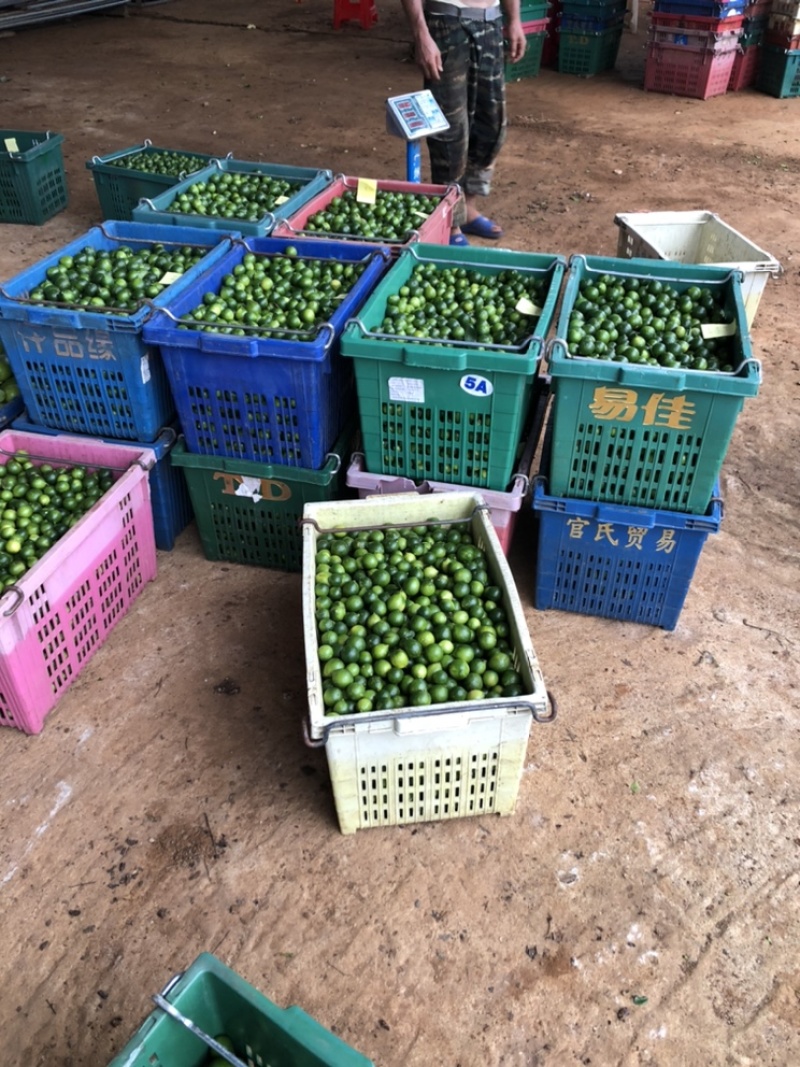 海南四季小金桔苗