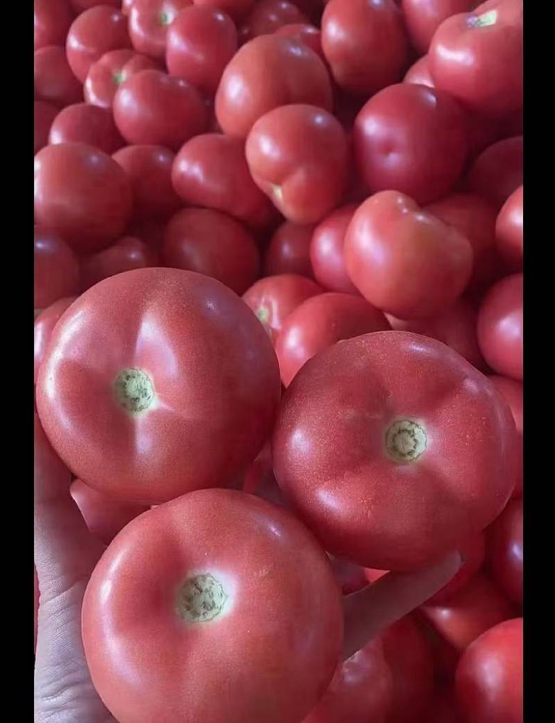西红柿，场地直供，一手货源，品质保证，诚信经营