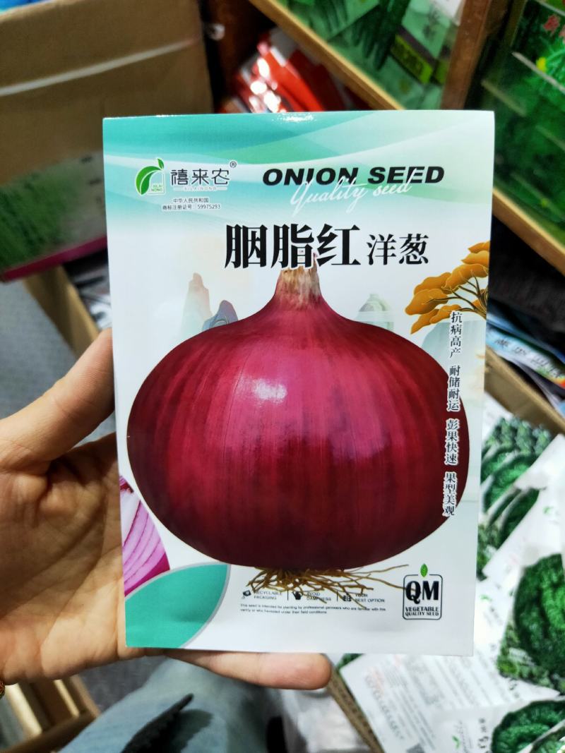 洋葱种子外皮紫红色秋冬蔬菜葱种阳台庭院盆栽蔬菜种子