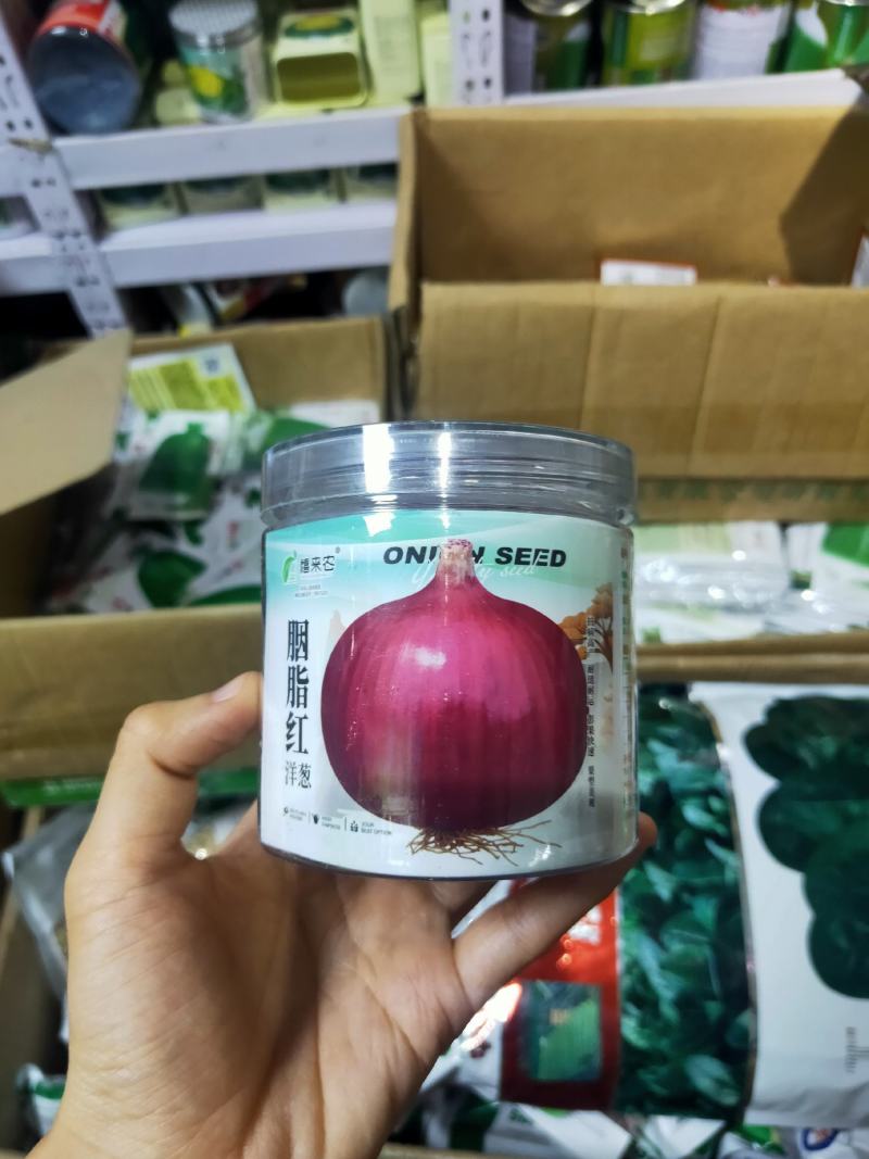 洋葱种子外皮紫红色秋冬蔬菜葱种阳台庭院盆栽蔬菜种子