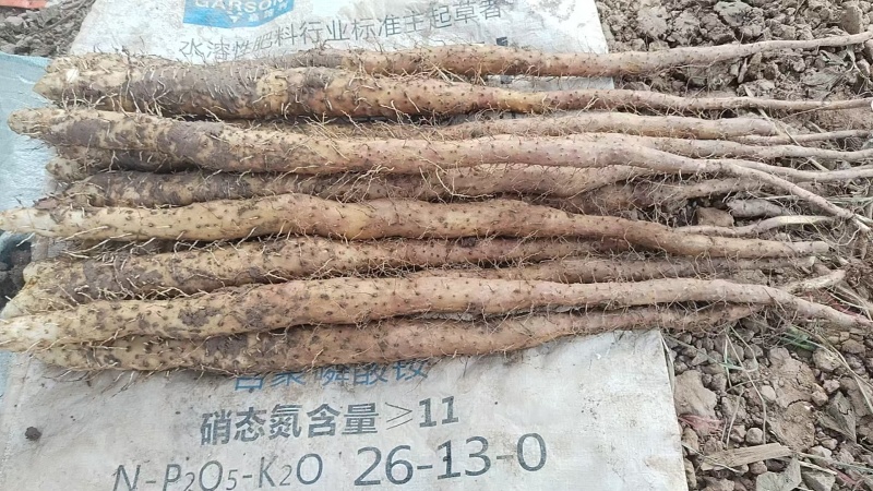 焦作垆土铁棍山药