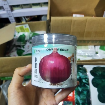 洋葱种子外皮紫红色秋冬蔬菜葱种阳台庭院盆栽蔬菜种子