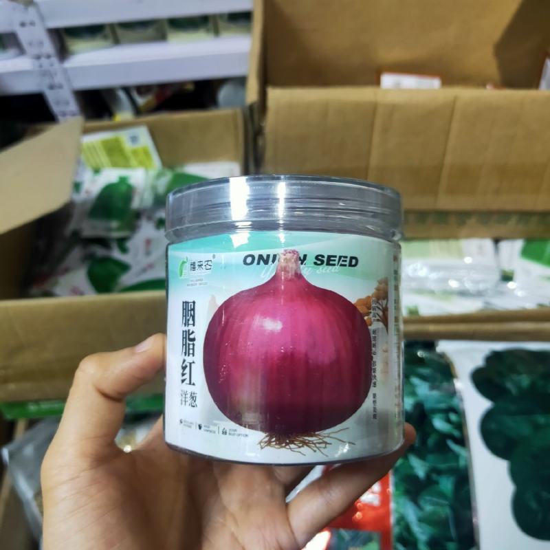 洋葱种子外皮紫红色秋冬蔬菜葱种阳台庭院盆栽蔬菜种子