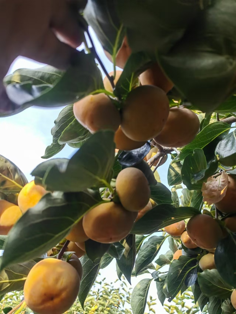 大量优质新鲜蜜桔柿上市