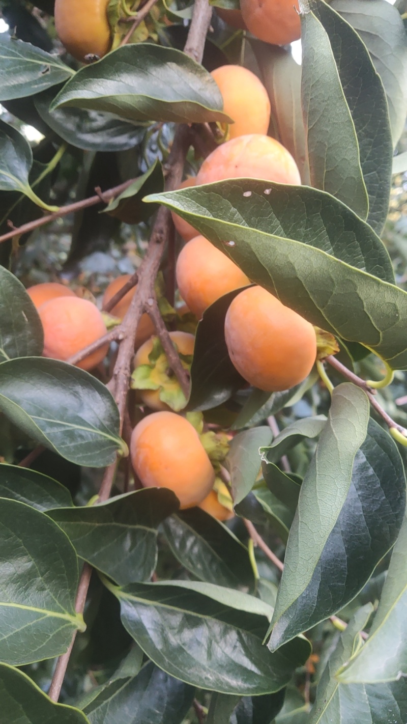大量优质新鲜蜜桔柿上市