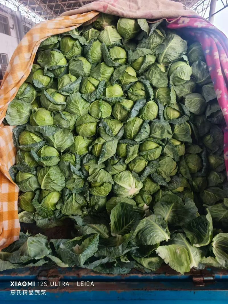 精品甘蓝