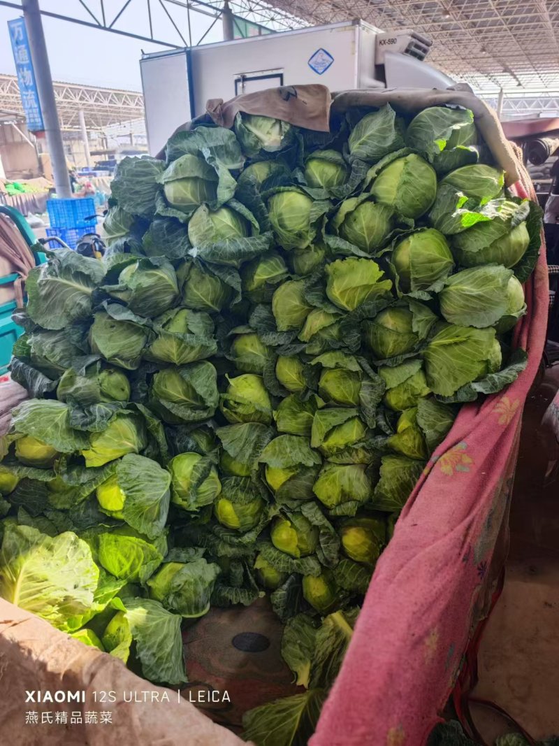 精品甘蓝