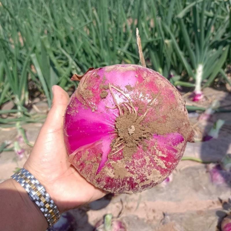 洋葱种子外皮紫红色秋冬蔬菜葱种阳台庭院盆栽蔬菜种子