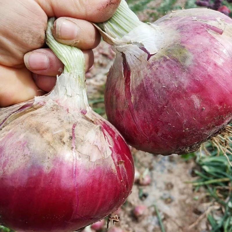 洋葱种子外皮紫红色秋冬蔬菜葱种阳台庭院盆栽蔬菜种子