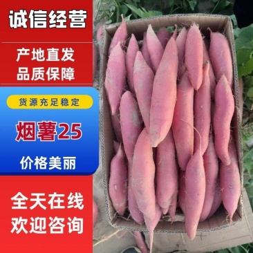 河北饶阳烟薯25一手货源品质保证