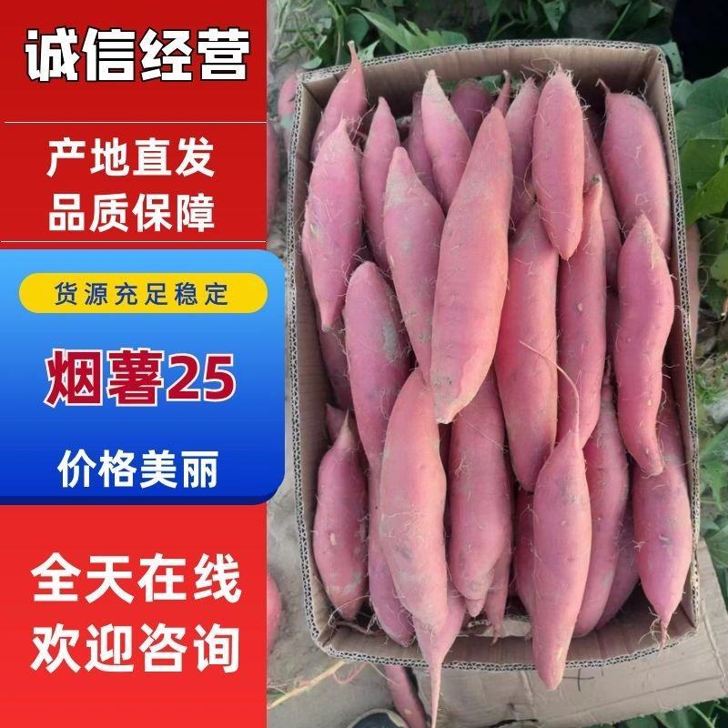 河北饶阳烟薯25一手货源品质保证