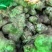 河南灵宝市，红、白洋姜，菊芋，鬼子姜，口感清脆，味道清新