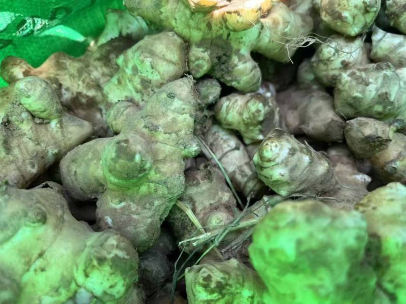河南灵宝市，红、白洋姜，菊芋，鬼子姜，口感清脆，味道清新