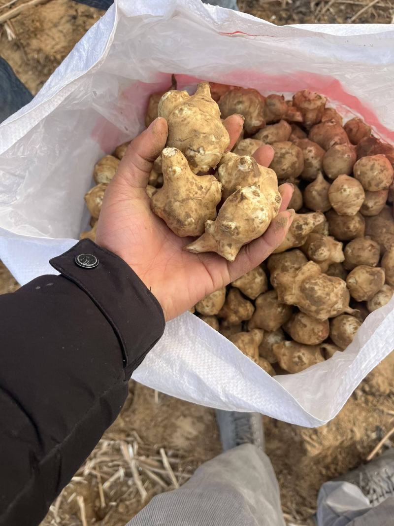 河南灵宝市，红、白洋姜，菊芋，鬼子姜，口感清脆，味道清新