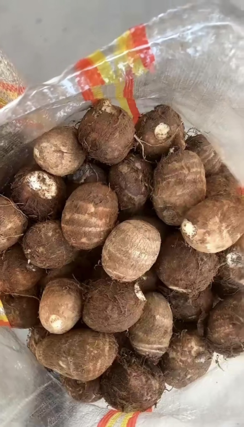 五莲芋头大球中球通货大量有货保证质量