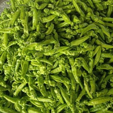 精品尖椒大量供应，河南内黄产地直发，货源充足