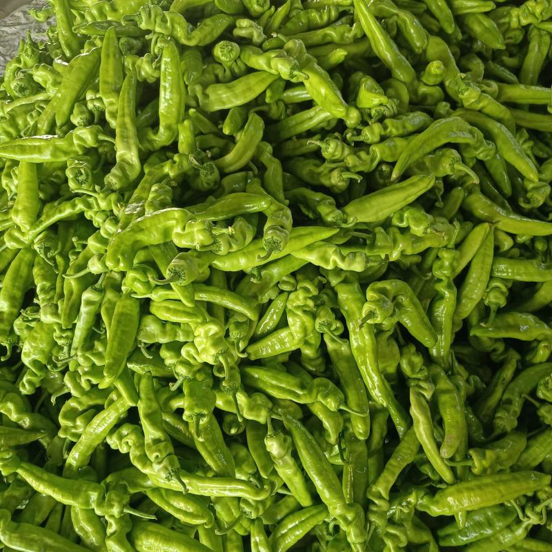 精品尖椒大量供应，河南内黄产地直发，货源充足