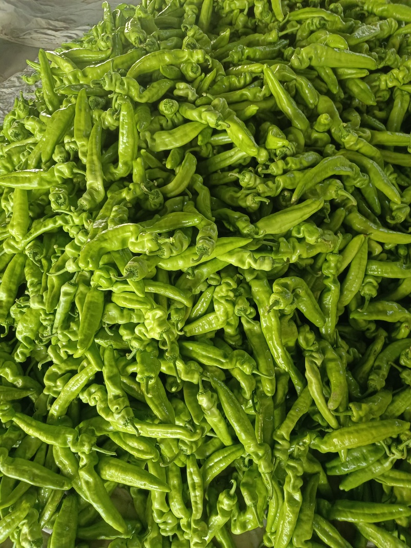 精品尖椒大量供应，河南内黄产地直发，货源充足