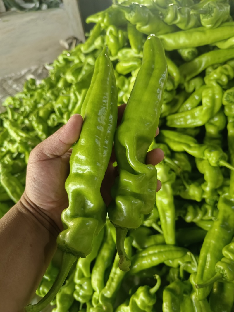 精品尖椒大量供应，河南内黄产地直发，货源充足